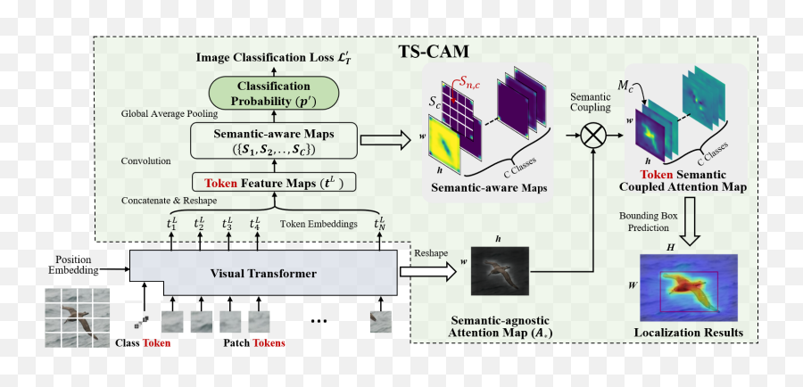 Ts - Cam Token Semantic Coupled Attention Map For Weakly Emoji,Transformer Emojis