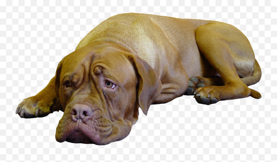 Sad Dog Psd Official Psds - Transparent Sad Dog Png Emoji,Sad Dog Emoji