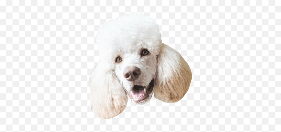 Guess The Dog Breed Baamboozle Emoji,Golden Retriever Emoji Gif