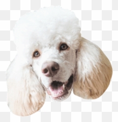 Guess The Dog Breed Baamboozle Emoji,Golden Retriever Emoji Gif