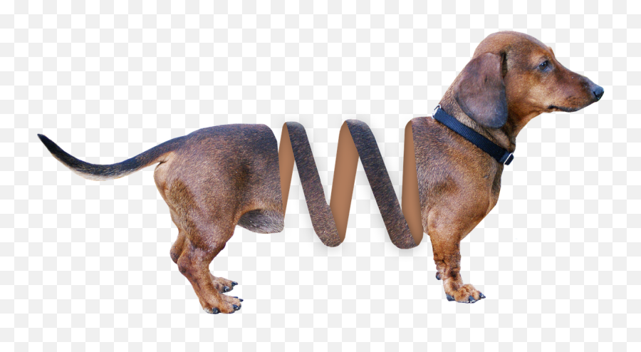 Sturdy Tail - Teckel Png Emoji,Dog Tail Emotions