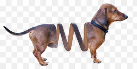 Sturdy Tail - Teckel Png Emoji,Dog Tail Emotions
