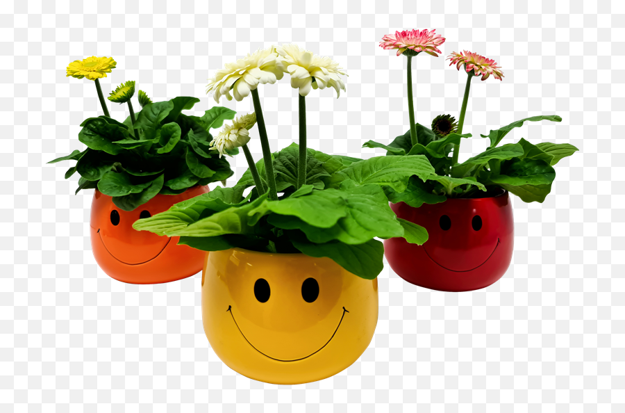 90mm Gerbera In Smile Ceramic - Gerbera Jamesonii Flowerpot Emoji,Lawn Mower Emoticon