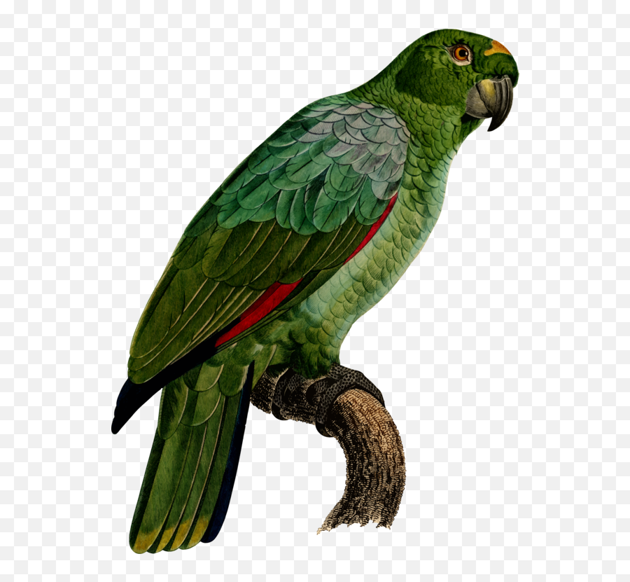 Transparent Parakeet Clip Art - Imágenes De Loro Guacamayo Southern Mealy Amazon Emoji,Emojis De Caballos