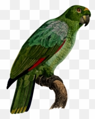 Transparent Parakeet Clip Art - Imágenes De Loro Guacamayo Southern Mealy Amazon Emoji,Emojis De Caballos