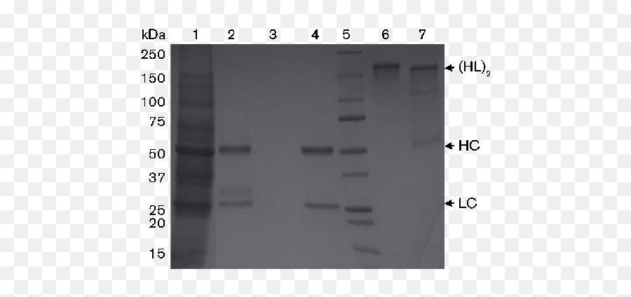 Plant - Produced Antidengue Virus Monoclonal Antibodies Dot Emoji,Emoticons Moi Cho Paltalk