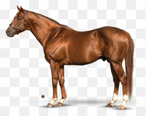 Distorted Humor Emoji,Horse Emotions Printable Encyclopedia