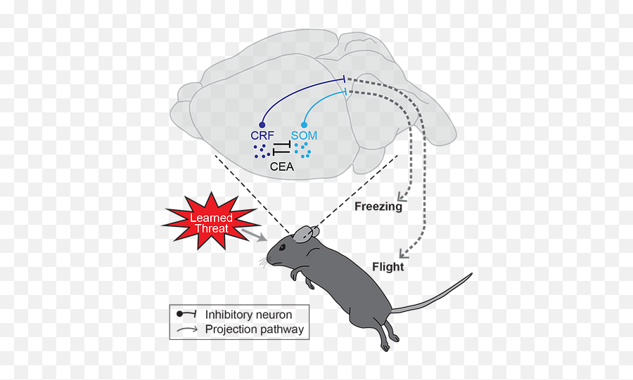 Defense Circuits Lab Emoji,Rat Locust Emotion