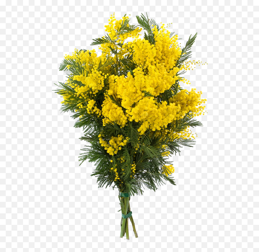 Mimosa Flowers Sticker By Maria Cristina - Mimosa Flower Emoji,Mimosa Emoji