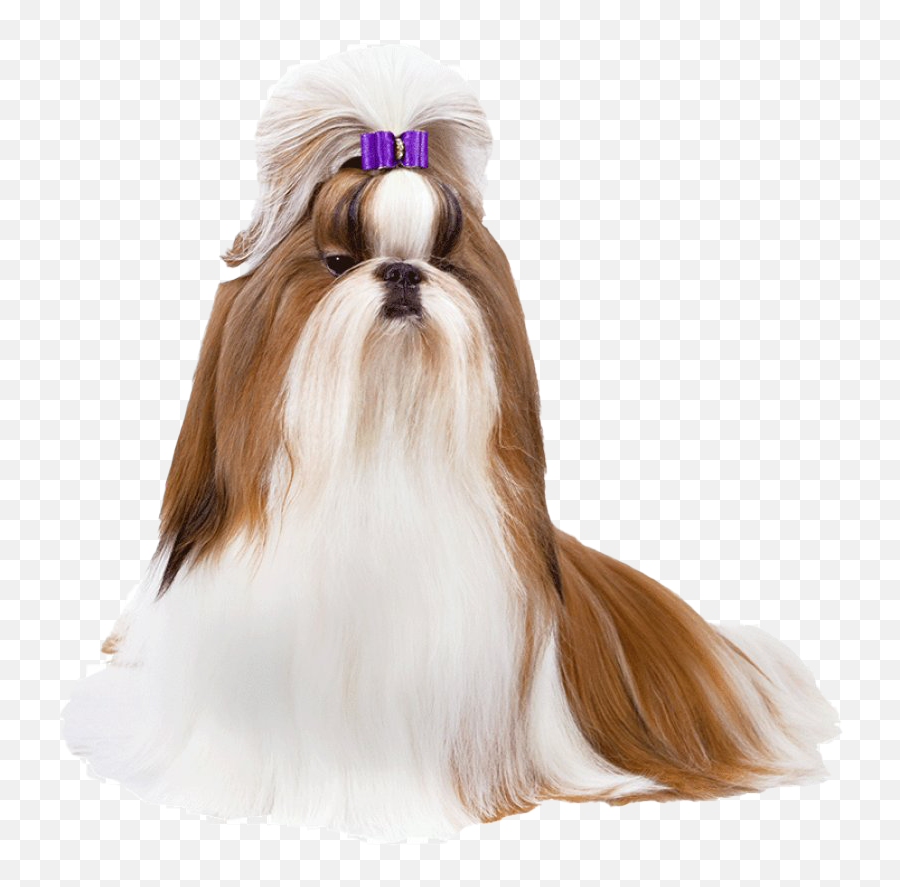 Best Cute Shah Png Image Download 2021 - Dog With Long Hair Png Emoji,Shih Tzu Emoji