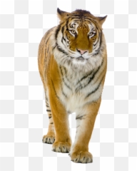 Clipart Money Tiger Clipart Money Tiger Transparent Free - Tiger Png Emoji,Tony The Tiger Emoticon