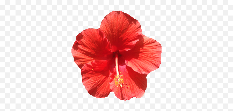 Tropical Beach With Palm Trees And Sun Tents Gifspro - Hawaiian Hibiscus Emoji,Gif Of Emoticon Wit Hflowers