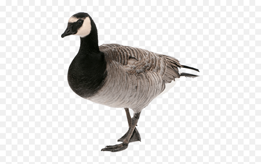 Free Png Goose Png Images Transparent - Canadian Goose Png Emoji,Goose Emoji