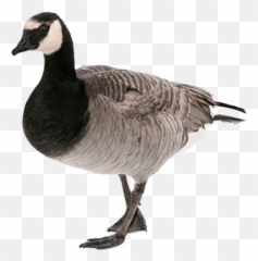 Free Png Goose Png Images Transparent - Canadian Goose Png Emoji,Goose Emoji