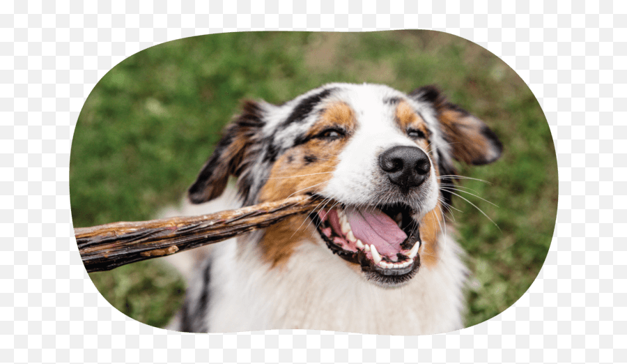Natural U0026 Healthy Dog Treats Wag - Canine Tooth Emoji,Chia Pet Emoji Retailers