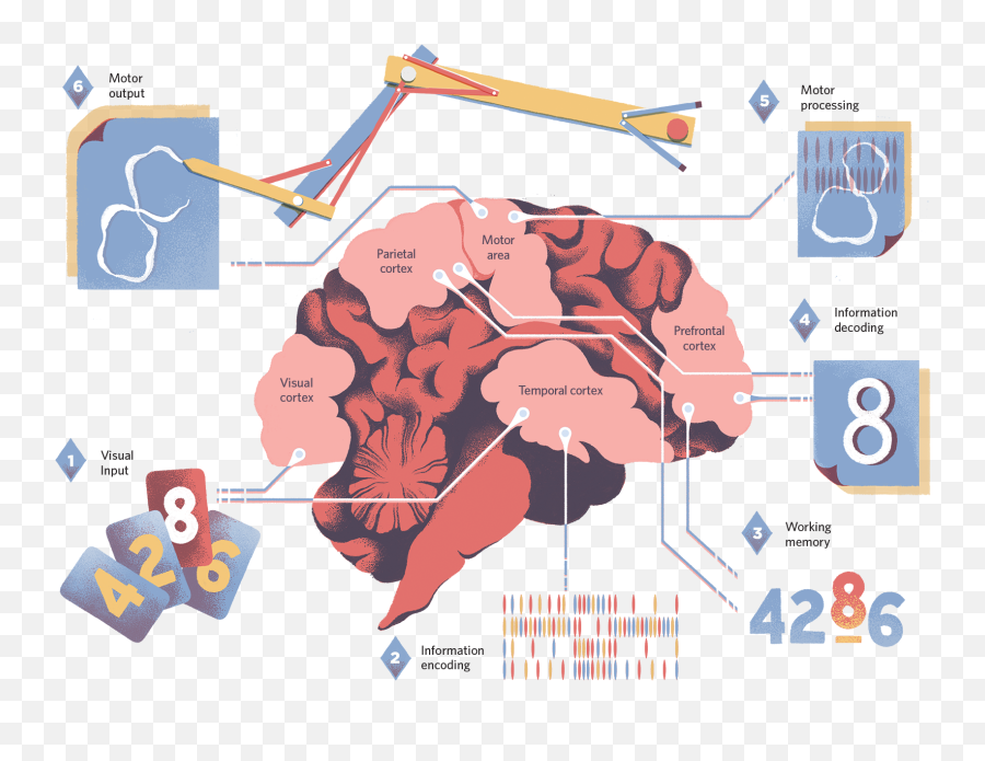 Brain - Brain Like Computer Emoji,Brain Hand Emotion Model