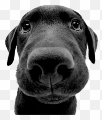 The Dog Official Brand Site - Dog 2000s Emoji,Bbc Dogs Emotions