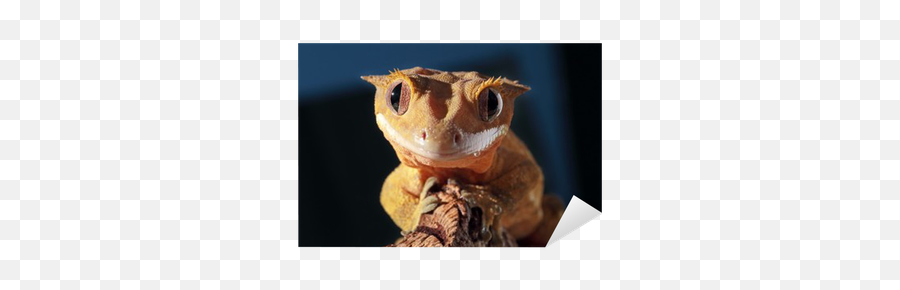 Portrait Of A Caledonian Crested Gecko - Crested Gecko Emoji,What Does Color Say About Crested Geckos Emotion