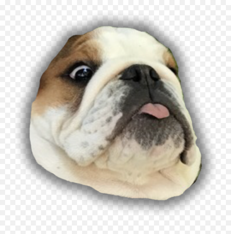 Bulldog Face Png - Smiley Face Australian Bulldog Bulldog Face Png Emoji,Georgetown Emoticon