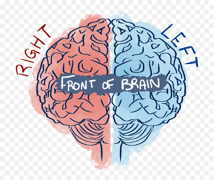How The Brain Works - Transparent Left And Right Brain Png Emoji,Left Brain Right Brain Emotion