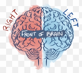 How The Brain Works - Transparent Left And Right Brain Png Emoji,Left Brain Right Brain Emotion