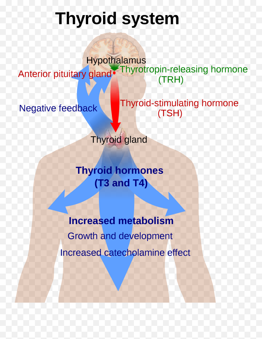 The Hypothyroid Series - The Basics And Pitfalls Around Lab Difference Between Hypothyroidism And Hyperthyroidism Pdf Emoji,Marker Binding, Emotion