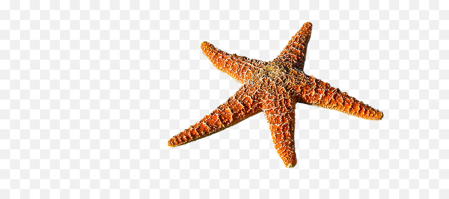Starfish Spur Sea - Transparent Sea Life Animals Emoji,Starfish Emoticon For Facebook