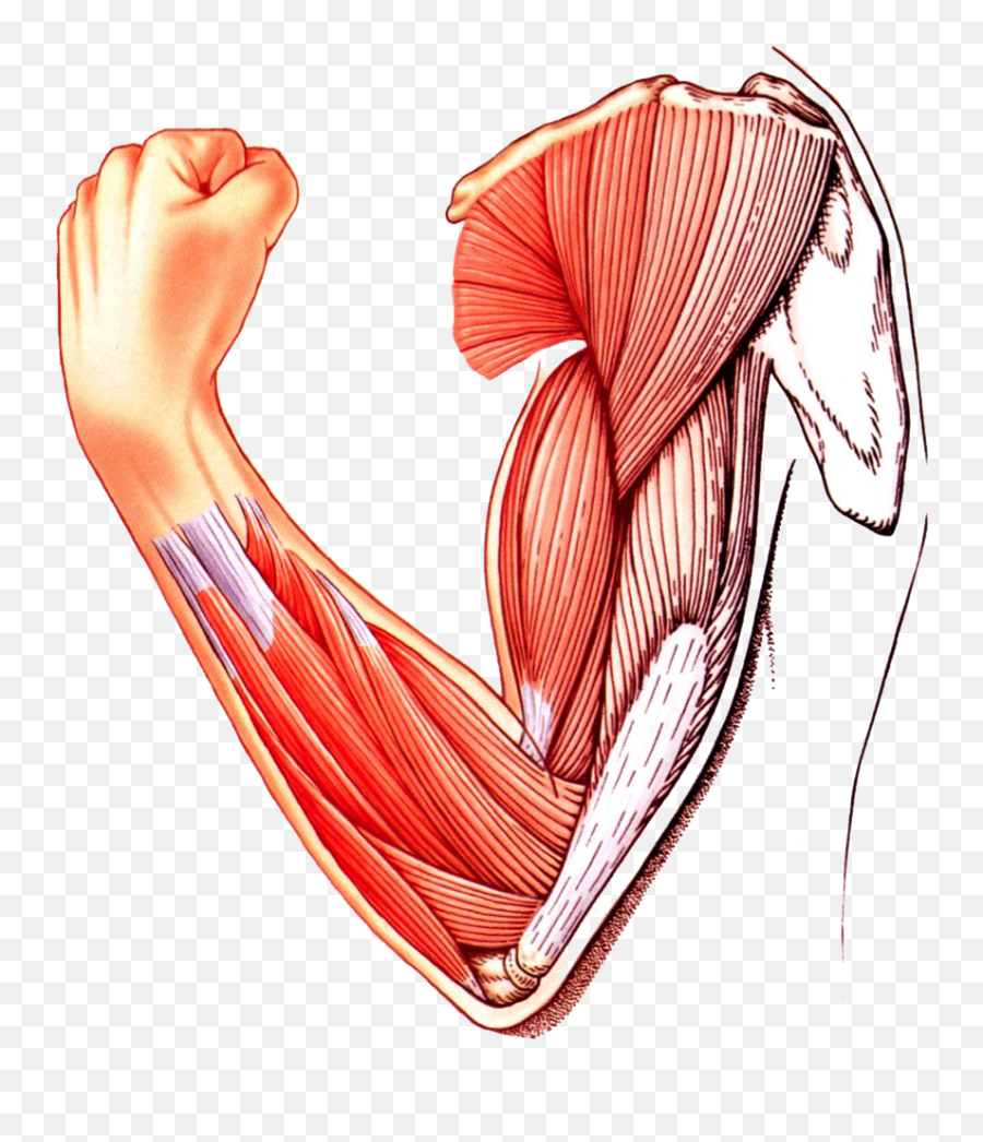 Muscle Arm Download Transparent Png Image Png Arts Emoji,Muscle Arms Emoji