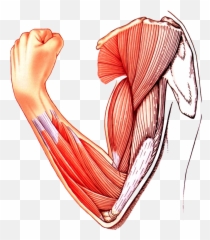 Muscle Arm Download Transparent Png Image Png Arts Emoji,Muscle Arms Emoji