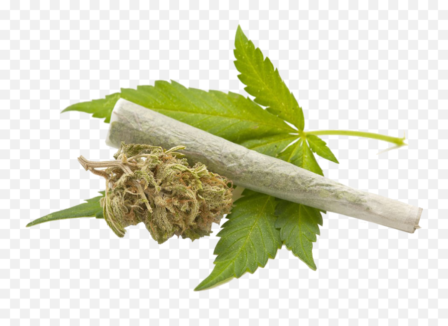 Cannabis Leaves Png - Cannabis Png Emoji,Hemp Emoji