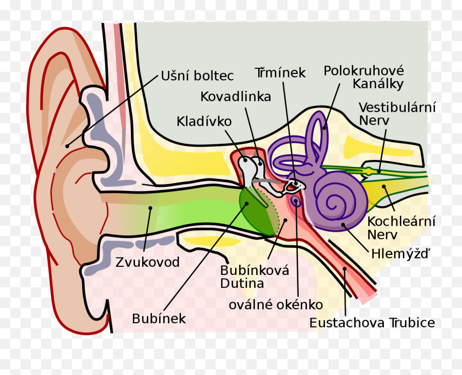 Fileanatomy Of The Human Ear Cs - 2svg Wikimedia Commons Utricle Located Emoji,Anatomy Of An Emotion