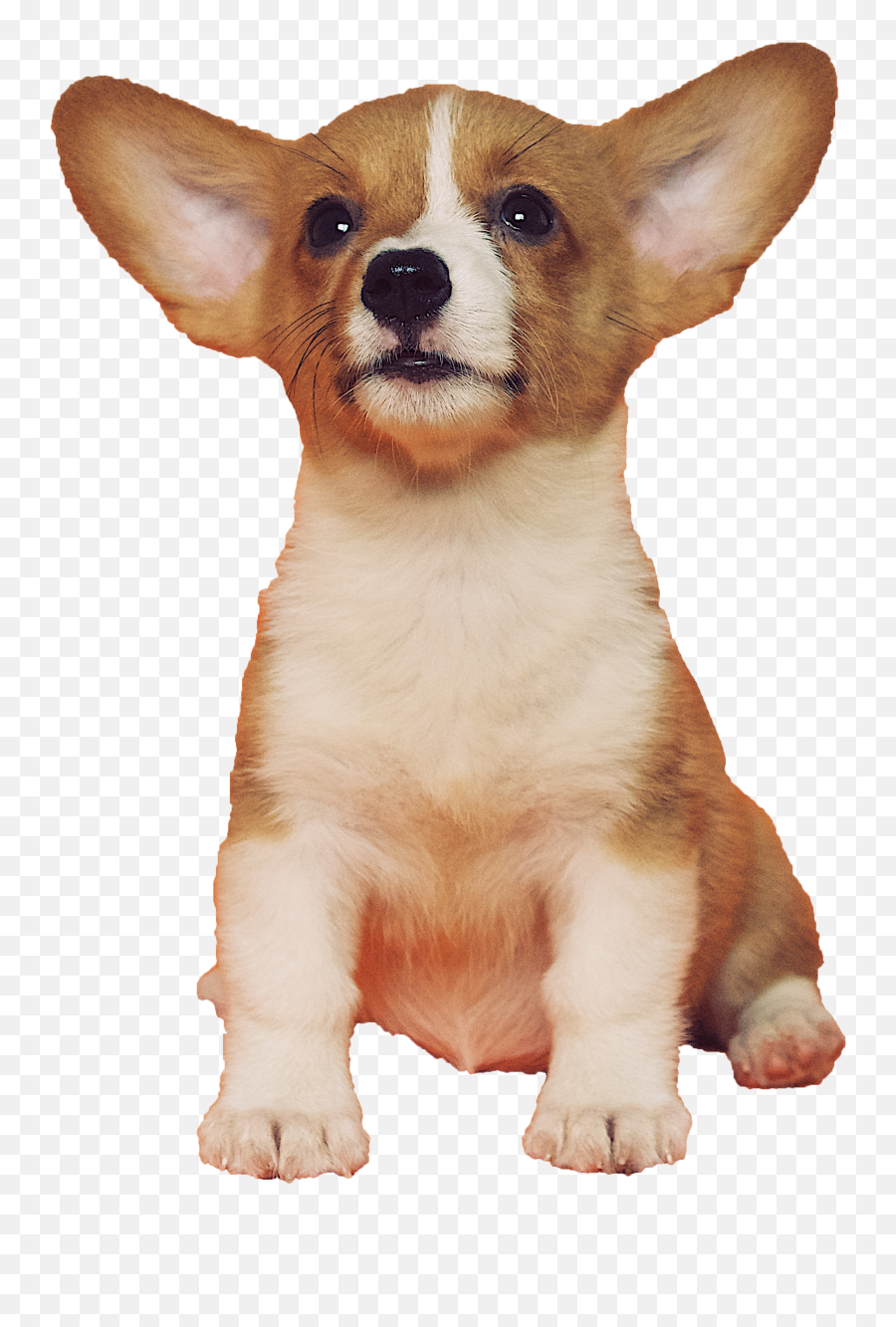 The Most Edited - Corgi Puppy Transparent Background Emoji,Cat And Chihuahua Emoticons