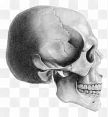 Skull Sticker - Skull Side Profile Drawing Emoji,Man And Skull Emoji