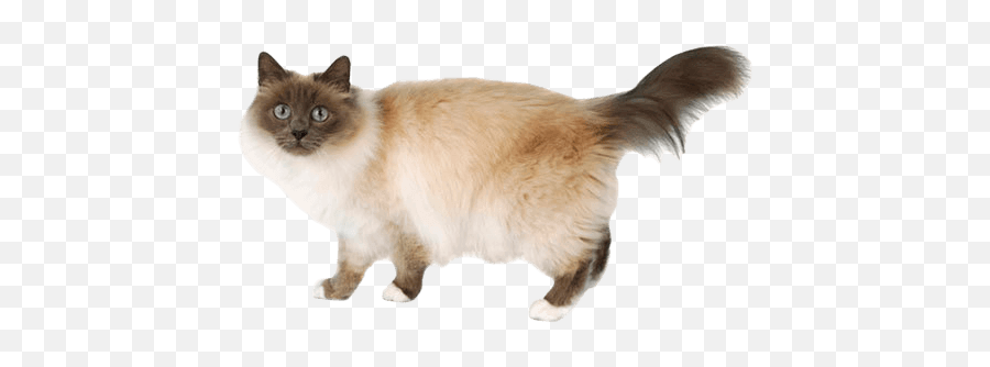 Birman Personality Temperament And Lifespan Petplan Emoji,Bear Ears Emotion Display