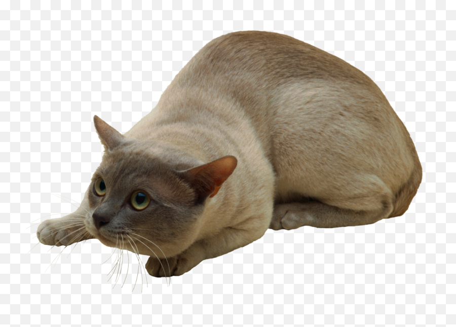 Sitting Pussy Cat Png - Transparent Images Free Download Emoji,Siamese Cat Emojis