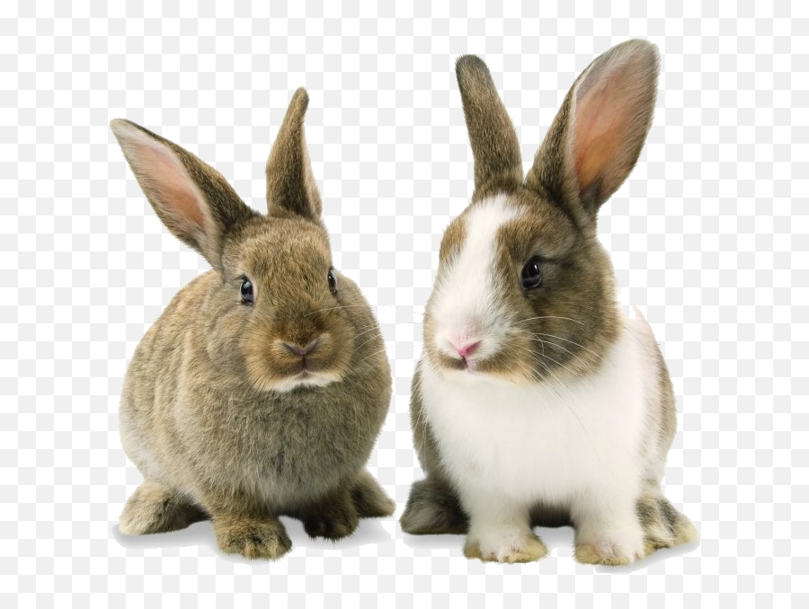 Bunny Rabbit Png - Rabbit Png Emoji,Energizer Bunny Emoji