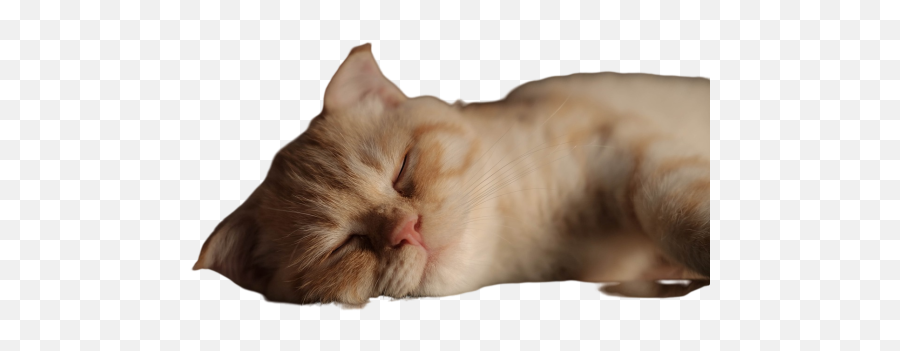 Uyuni Png Images Download Uyuni Png Transparent Image With Emoji,Cat Lying Down Emoji