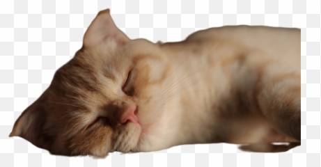 Uyuni Png Images Download Uyuni Png Transparent Image With Emoji,Cat Lying Down Emoji