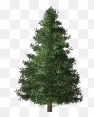20 Tree Png Images With Transparent Background For Free Emoji,Evergreen Trees Emoji
