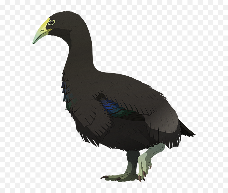 Flightless U2013 Nix Illustration Emoji,Science Parrot Emoji