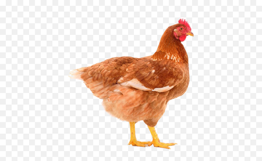 My Poultry Manager - Farm App Apk Mod Download 118 For Android Emoji,Chicken Egg Emoji