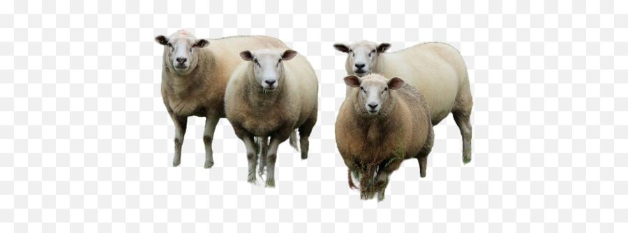 Png Sheeps Png Png Emoji,Alpacka Emoji For Slack Png Sheeps Png Png Emoji,Alpacka Emoji For Slack