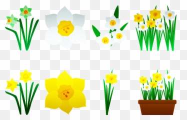 Daffodils Yellow Flower Bloom Public Domain Image - Freeimg Emoji,Green Emojis Nature