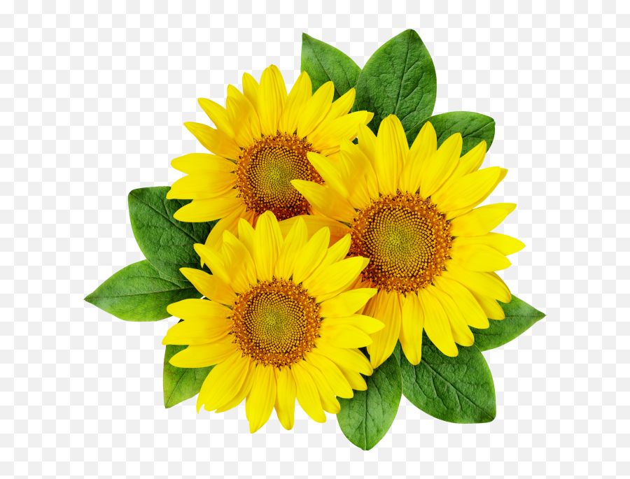 Sunflower Png Transparent Image - Freepngdesigncom Emoji,Little Sunflower Emojis