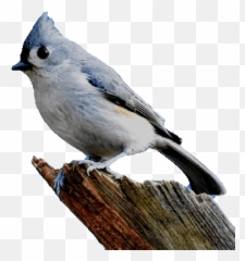 Refine Png Edges - Online Png Maker Emoji,Ble Bird Emoji