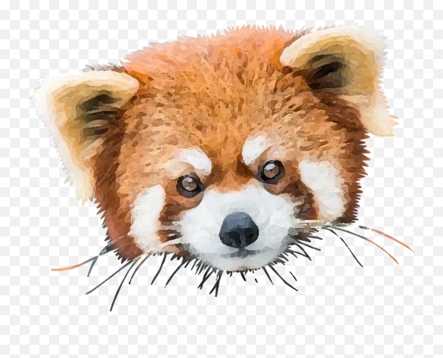 100 Free Panda Bear U0026 Panda Illustrations - Pixabay Animal Cool Red Panda Emoji,Sad Panda Emoji