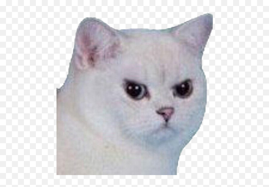Cat Angry Angrycat Meme Funny Sad Sticker By Lunalfn - Angry Cat Meme Emoji,Angry British Emoji