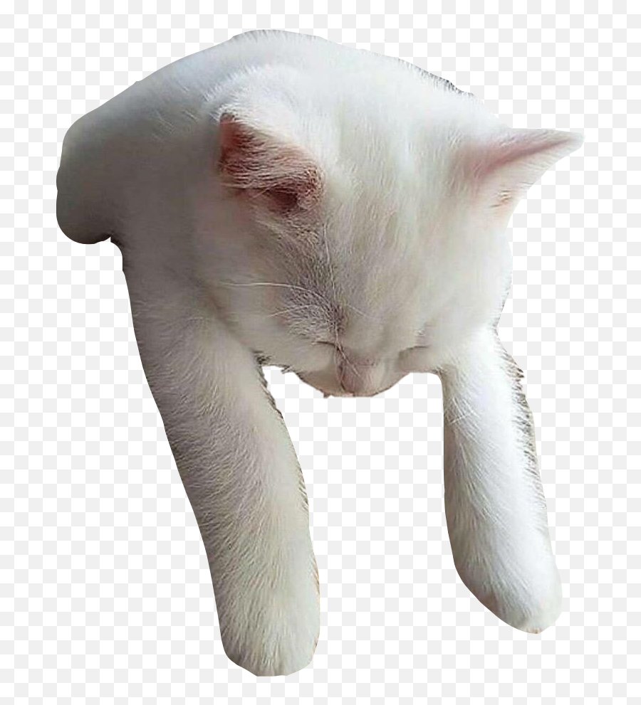 Cat Sleeping Sleepingcat Cute White - White Cat Sleeping Png Transparent Emoji,Sleeping Cat Emoji