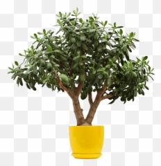 Hyperbetter Stone Factory - Your Reliable Stone Partner In China Make Your Jade Plant Bushy Emoji,Iphone Emojis Wood