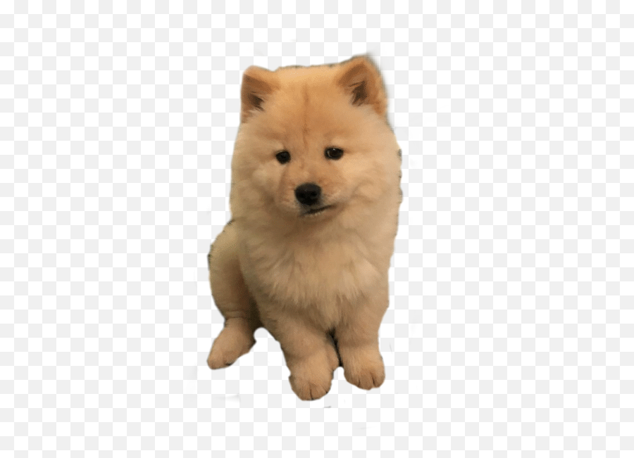 Dogge Sad Dog Sticker By Oskkegalactico - Chow Chow Emoji,Sad Dog Emoji